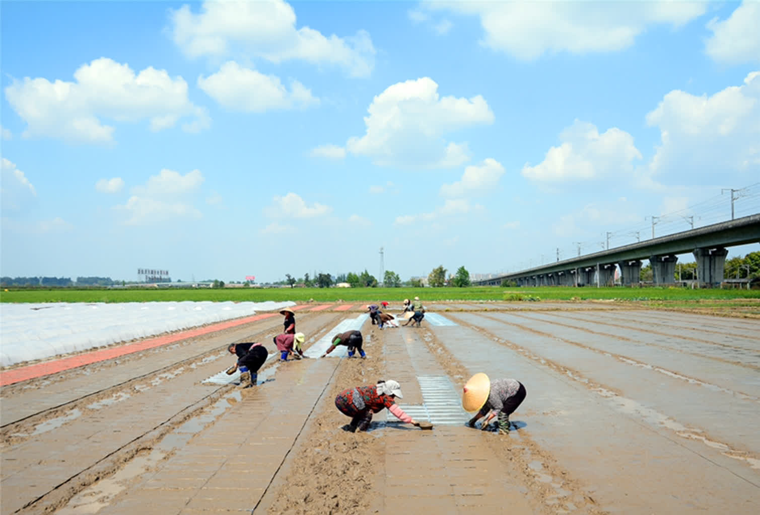 图播四川眉山春日天府粮仓水稻播种育秧