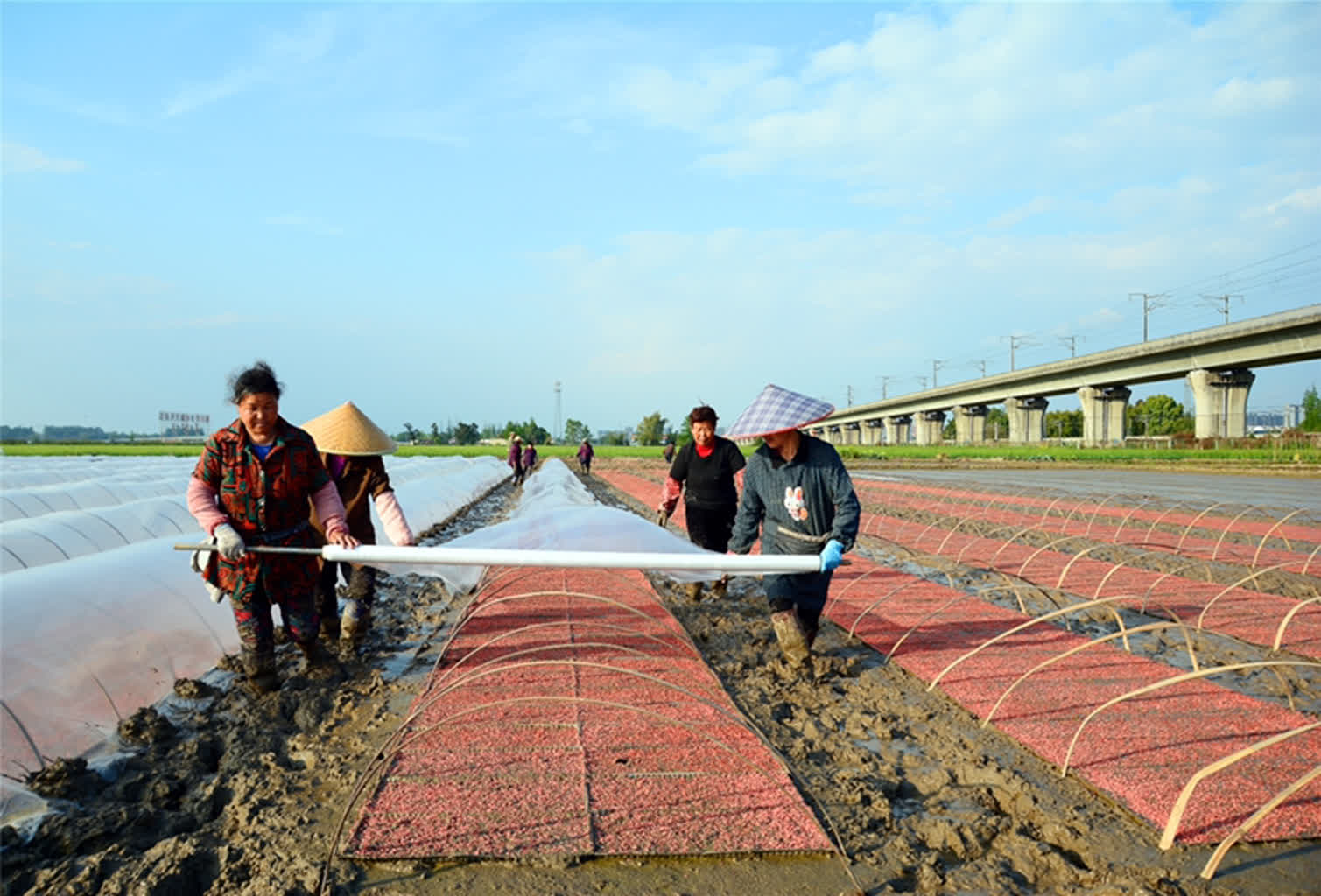图播四川眉山春日天府粮仓水稻播种育秧